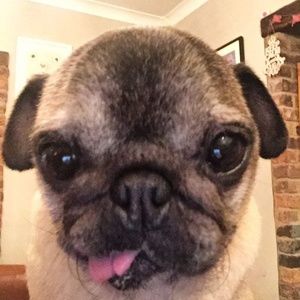 Meet your Posher, Georgie